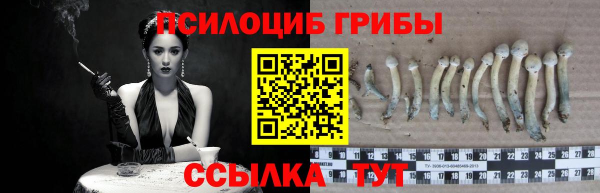 Грозный  Псилоцибиновые грибы ЛСД  Вход с VPN  Псилоцибиновые грибы Psilocybe 